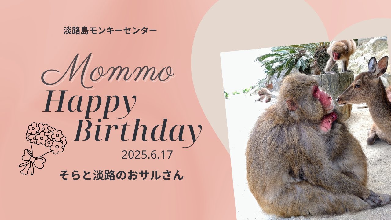モンモ13歳のお誕生日💖ハクと築いた”変わらない絆”2025.6.17【淡路島
