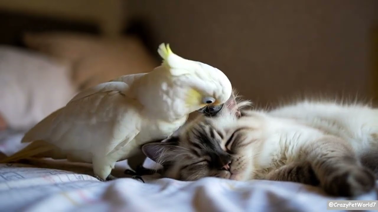 Cockatoo Tickles a Cat 🤍🐦 to Keep Him Asleep 😴🐱