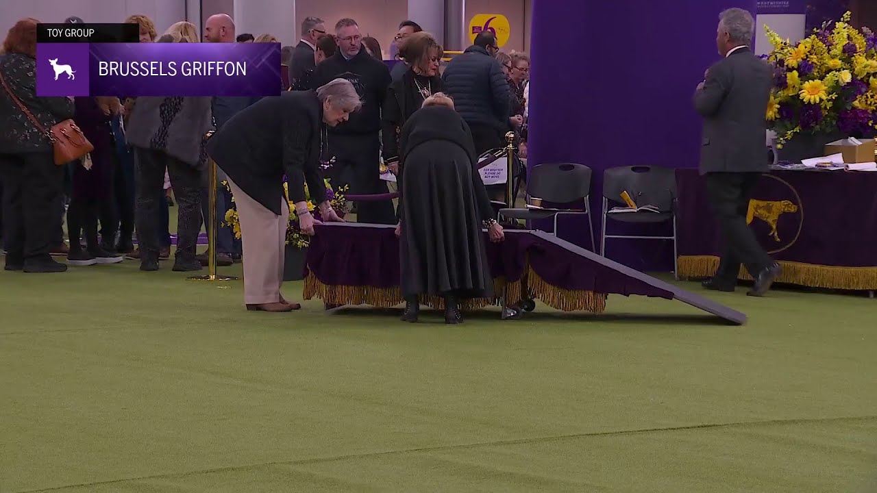 Bulldogs | Breed Judging 2026