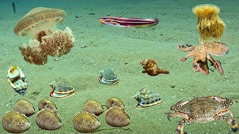 Lặn Biển Bắt Ốc Tỏi Sò Dương Ở Điểm Gần Bờ Quê Hương Của Cảnh | Cảnh 86