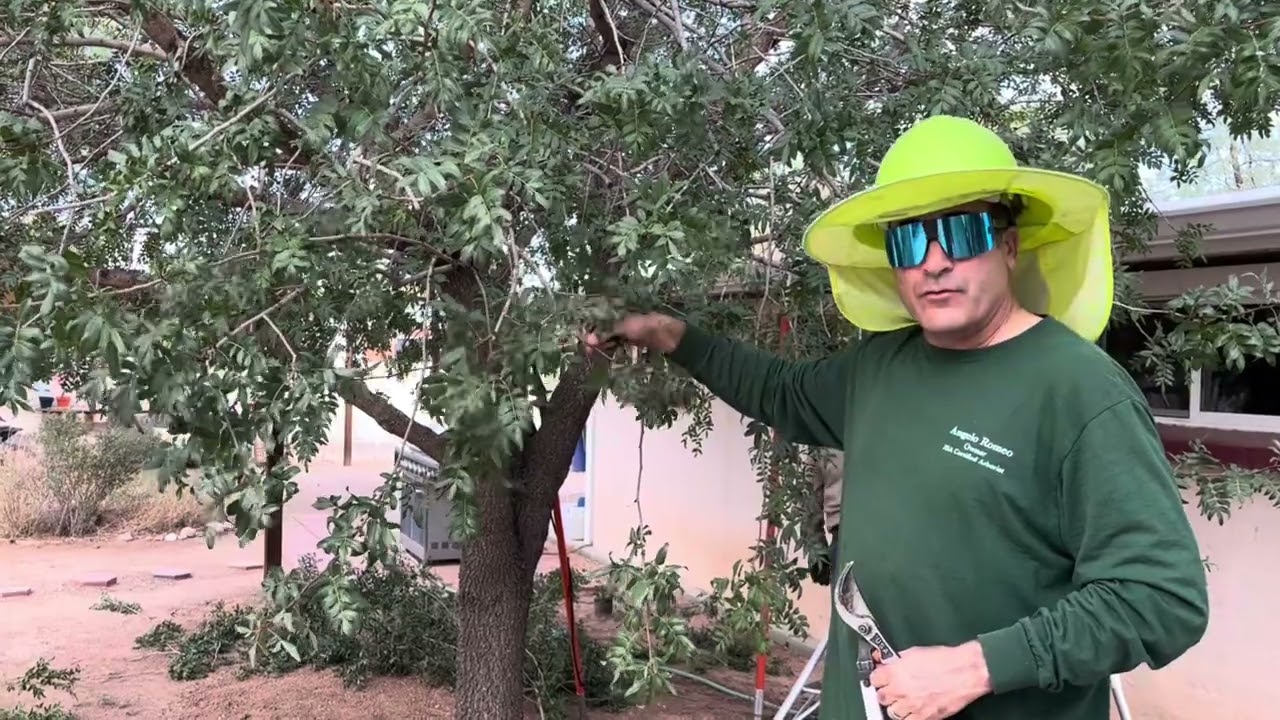 Pistache Pruning: So Many Choices @ArboristAdvice