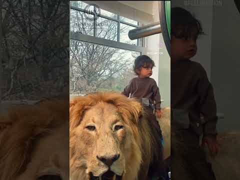 #lion #warriors #singh