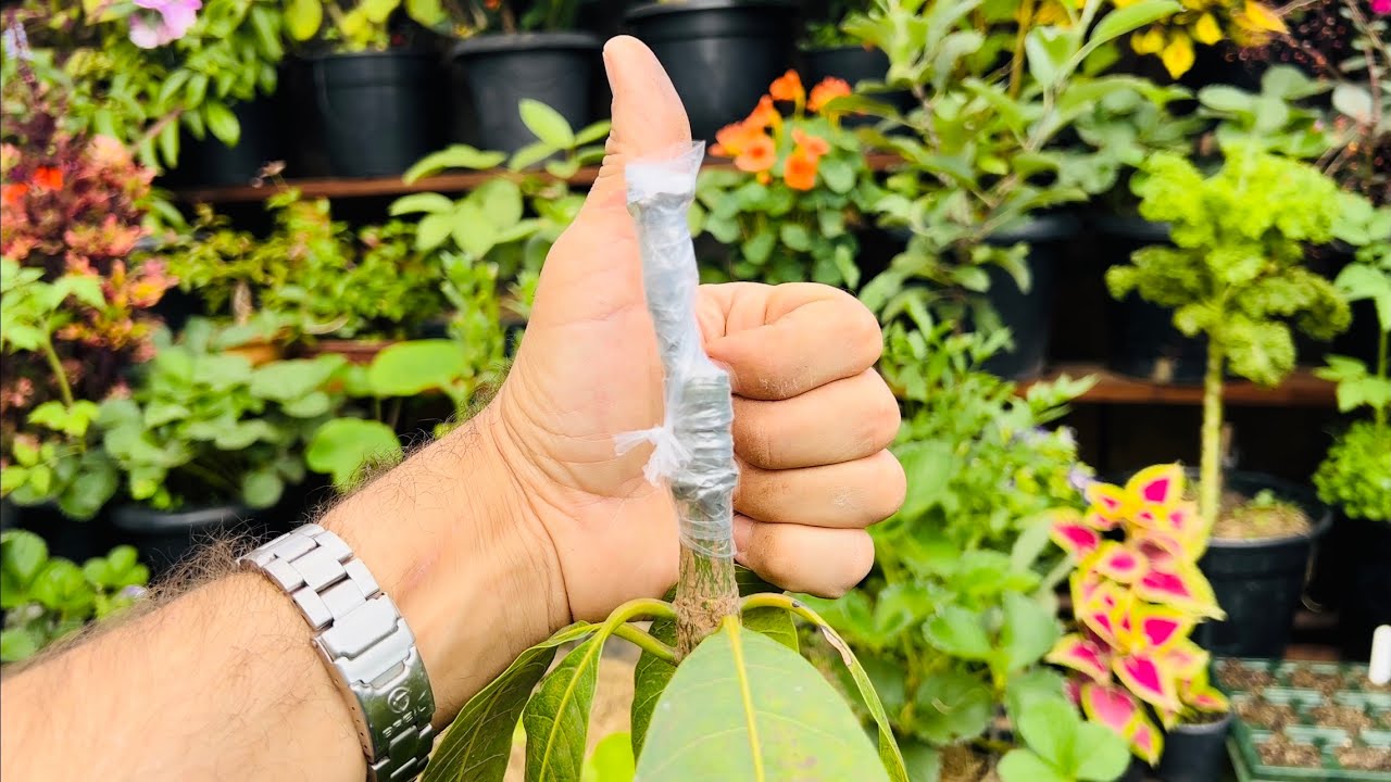 COMO ENXERTAR MANGA CORRETAMENTE