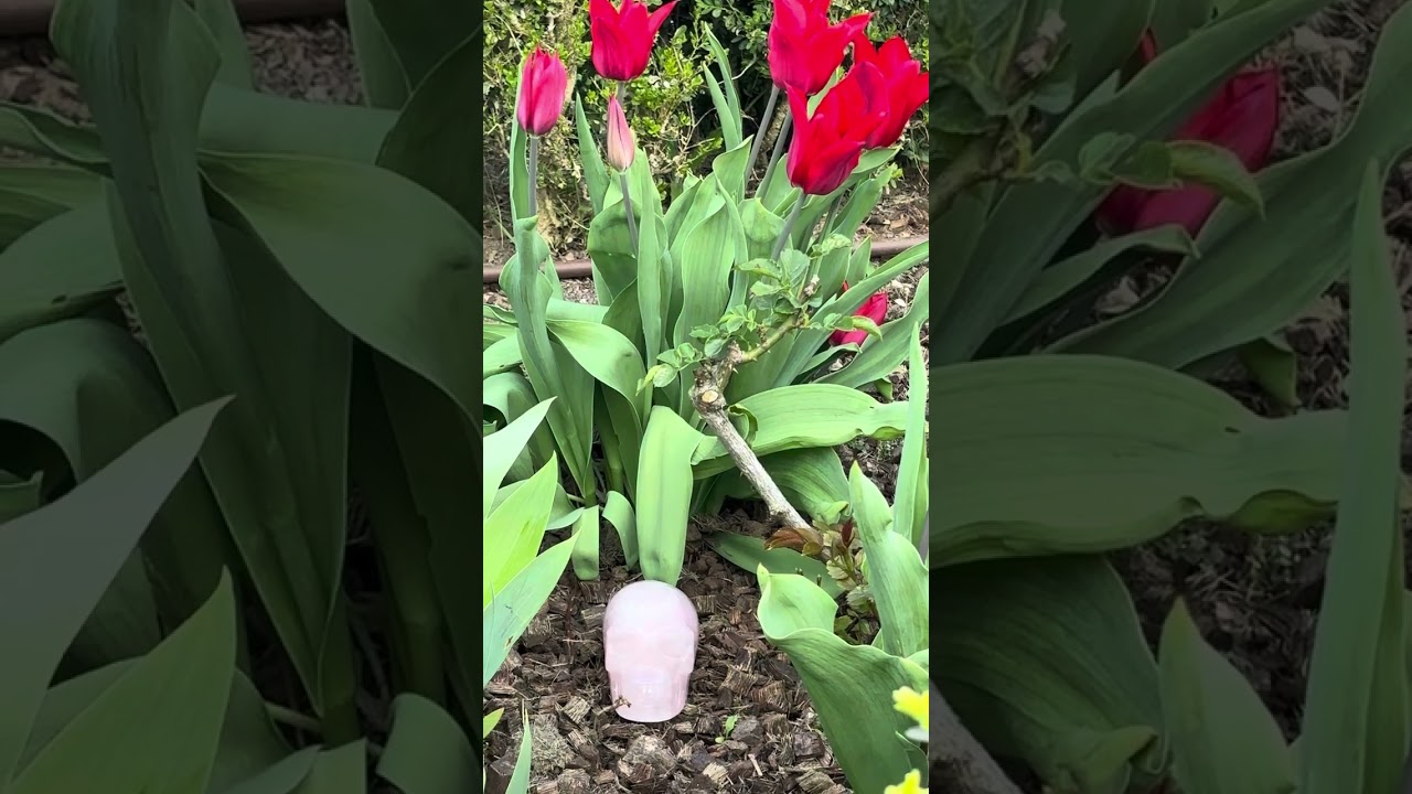 Parler avec votre crâne de cristal et recevoir ses messages