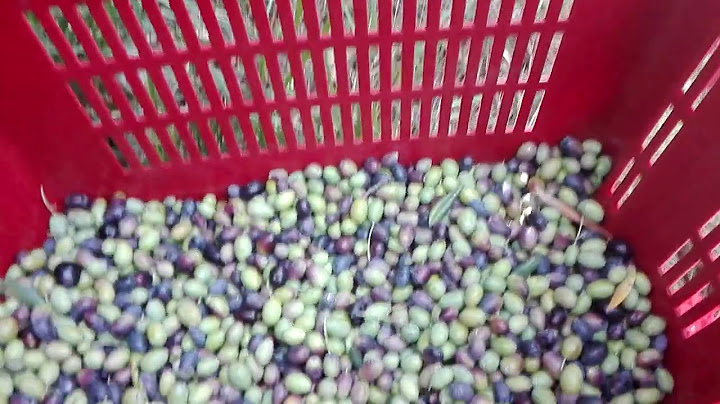 Oggi parliamo della raccolta delle olive e degli errori da non fare.
