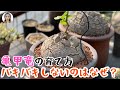 塊根植物|冬型の人気植物No.1亀甲竜、バキバキに割れるポイントは水やり？枯れない育て方も大公開！|花子