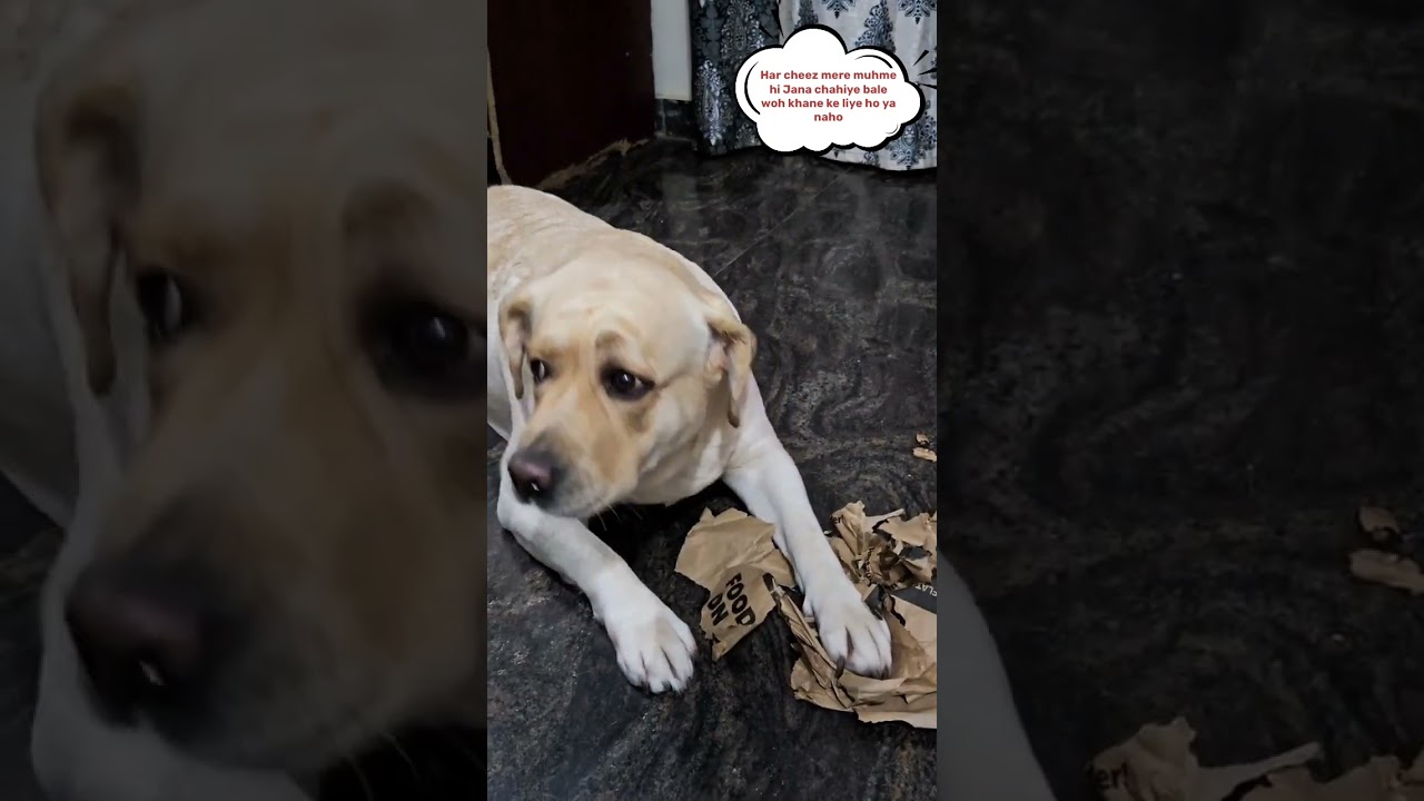 She looks like an angel, but acts like  "Nanga Punga Dost" 🐾😂 