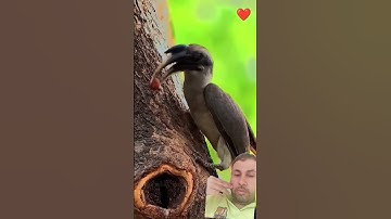#تلاوة_خاشعة للشيخ #عبدالرحمن_مسعد #nature #cute #beautiful #duet #quran #animals #اكسبلور #تصويري