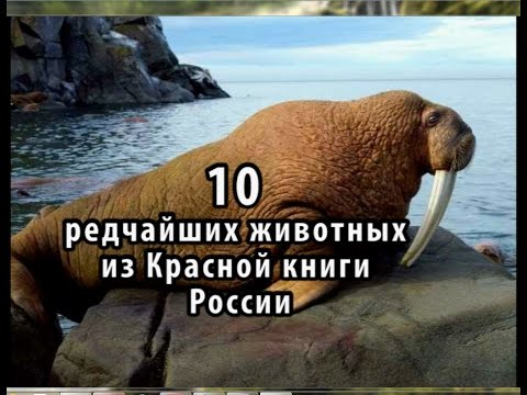 10 редчайших животных из Красной книги России