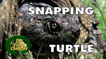 Snapping Turtle in a strange urban world