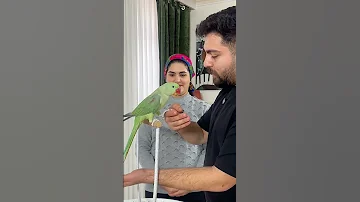 آموزش دست آموز کردن طوطی کپشن مهم طوطی Lovebirds عروس هلندی Parrot گرینچیک Trainedparrot 