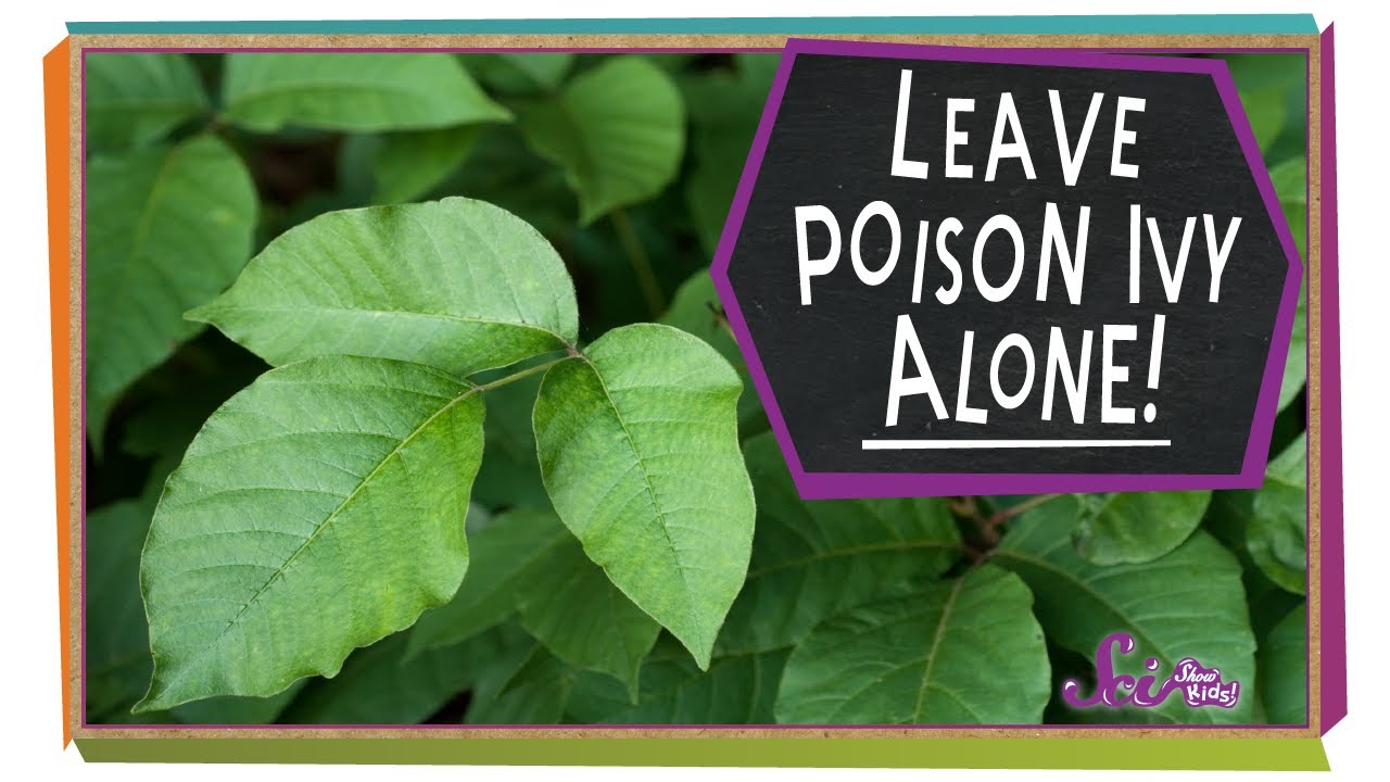 Leave Poison Ivy Alone! | Botany For Kids