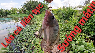 Câu Ổ Rô Phi Giật Sướng Tay...