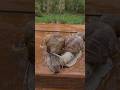 This snail love triangle got out of control 🐌😂 #FunnyAnimals #Nature #ViralVideo #YouTubeShorts