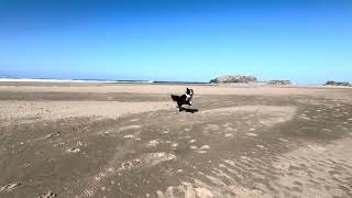 Border Collie Playing On The Oregon Coast 