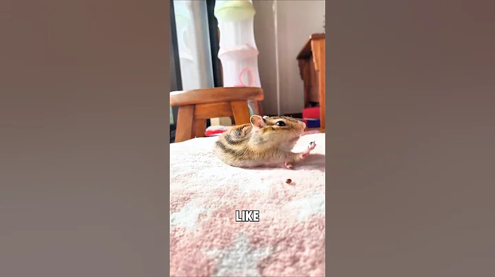 Super cute chipmunk Facts #didyouknow #animalfacts #shorts