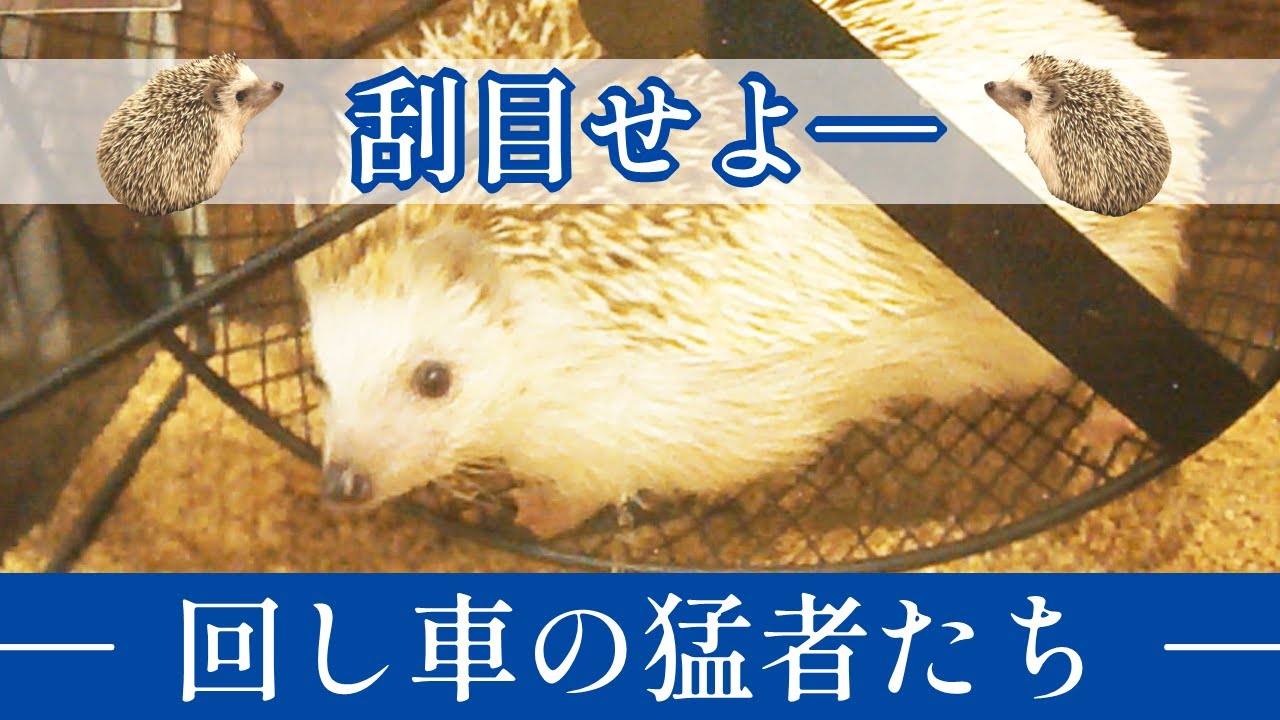 ハリネズミカフェ ハリネズミ 回し車 ハリネズミ ハリーウッドのひと