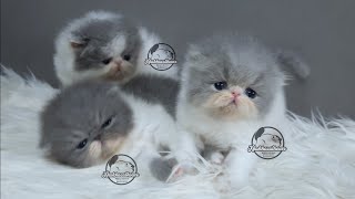 Kitten Kitten Gemoy