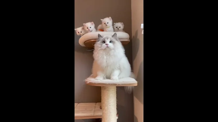 Video 7347131: cat kitten pets funnycat, pet animal funnycat cats, pets baby cat funnycats, cat kitten pets funny, cats pets animals fun