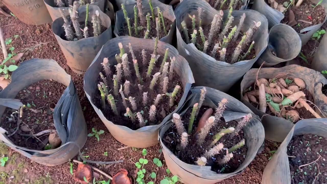 Chăm sóc dâu Tây hoahong  26/8/2025