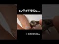 モフ子が不登校になりました #shorts
