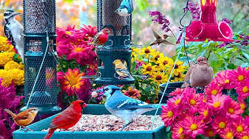 🔴LIVE 4K Cottage Garden Bird Feeder: Cardinals, Woodpeckers, Song Birds, Bees, Sleep and Flowers
