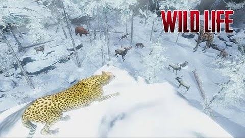 The Cheetah Animal Simulator Part 1