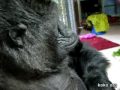 Koko's blow-kiss, fake-sneeze