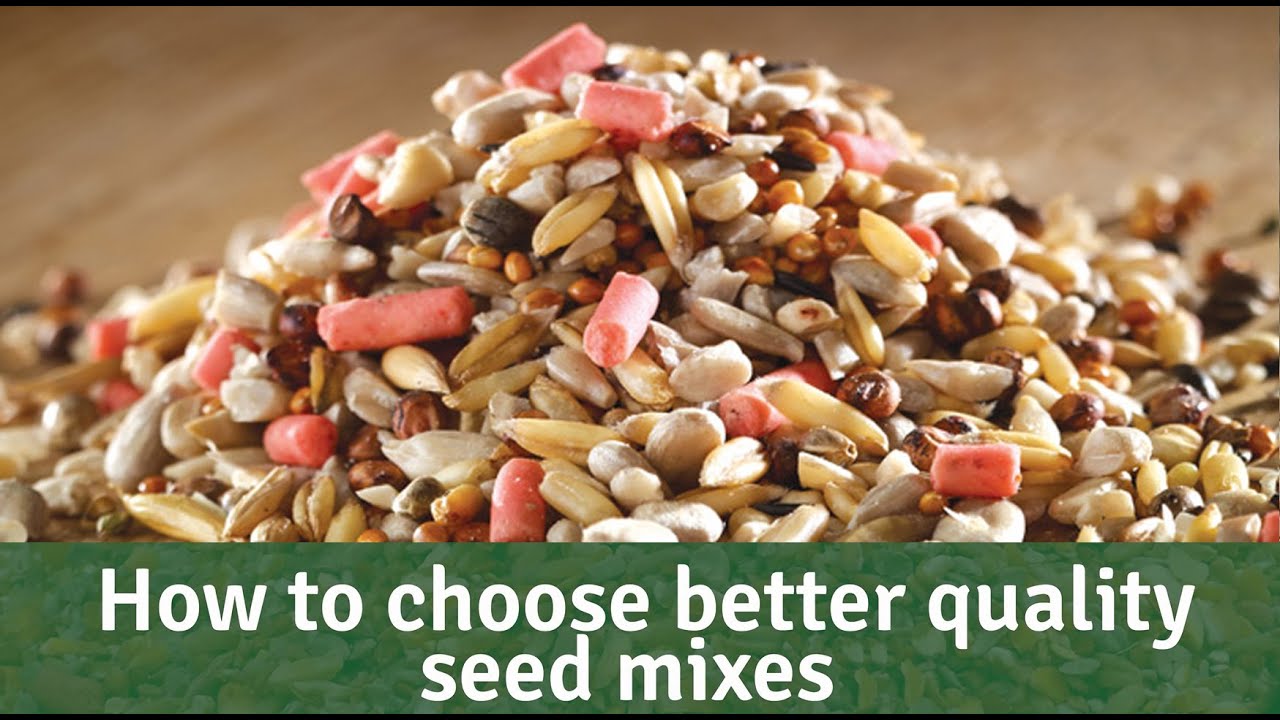 Bird Bites How to choose quality wild bird seed mixes YouTube