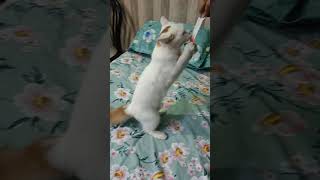 My strella #cutecat #dancehall #remix #newmusic #dance #music