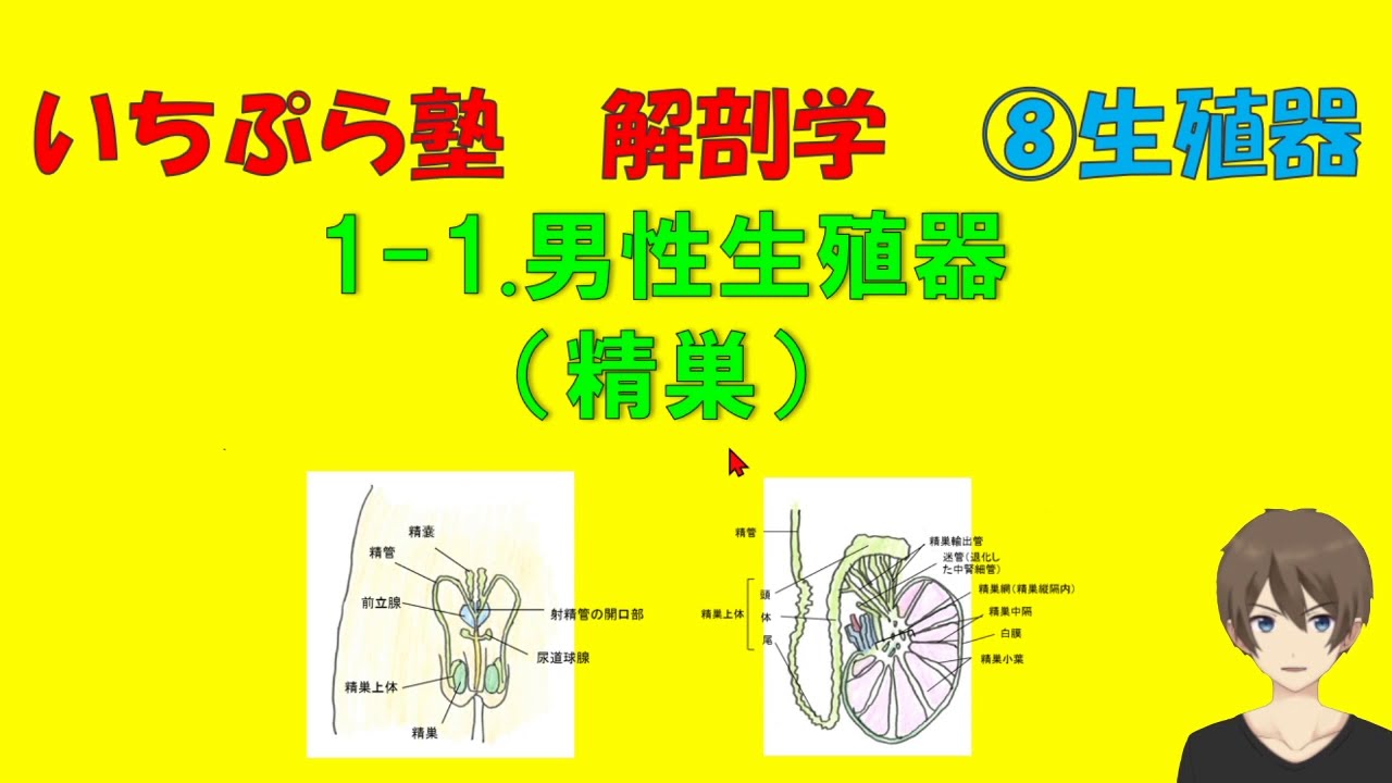 いちぷら塾 解剖学 8生殖器系 1 1 男性生殖器 精巣 Youtube