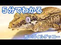 5分でわかるガーゴイルゲッコー