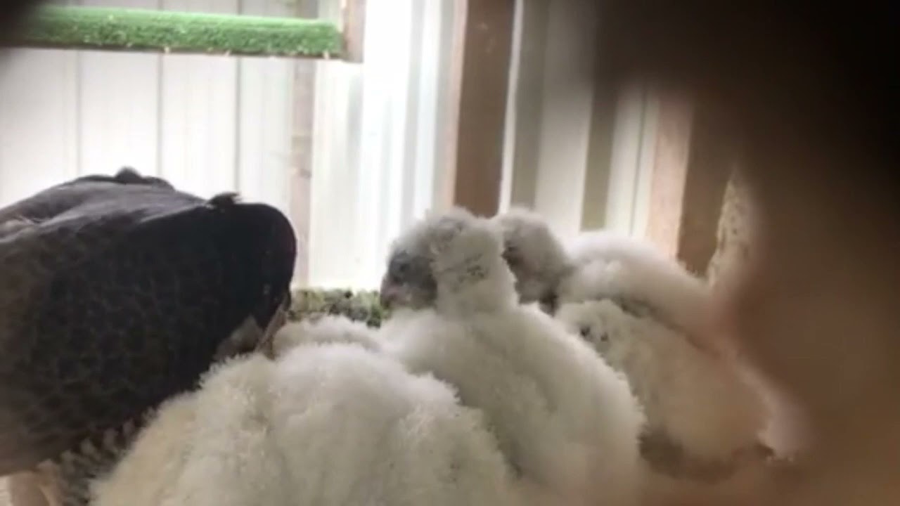 Feeding time for falcon's babies !