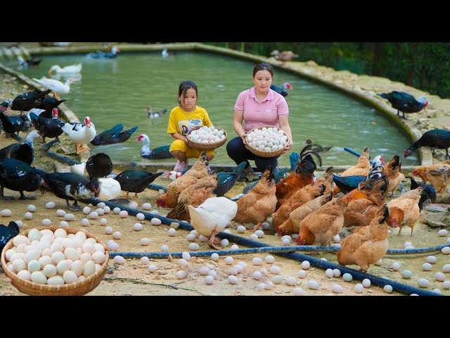 Harvest farm duck eggs and ripe banana bunches - Full family class=