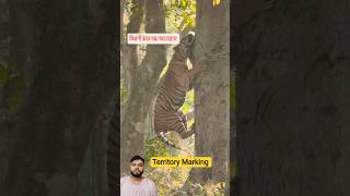 Tiger ped par kyu chad gaya 🐯 #shorts #tiger #wildlife #jimcorbett
