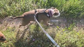 AKC STAFFORDSHIRE BULL TERRIER MOM, DAD, BABY ON WALK