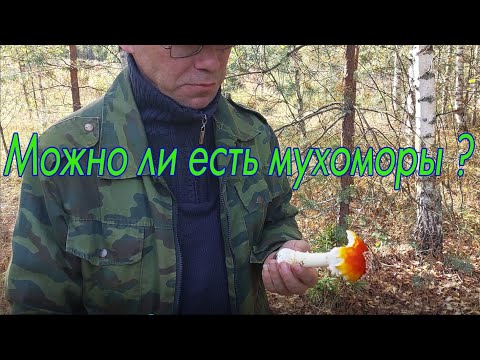 Можно Ли Съесть Мухомор.