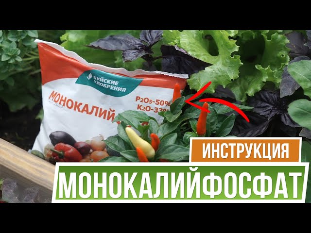 Монофосфат калия петунья. Монофосфат калия для петунии. Удобрение монофосфатом калия для петуний. Монофосфат калия для комнатных цветов. Монофосфат калия для рассады томатов как использовать.