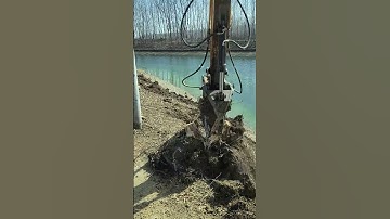 Pulling out tree roots is quite interesting #shorts