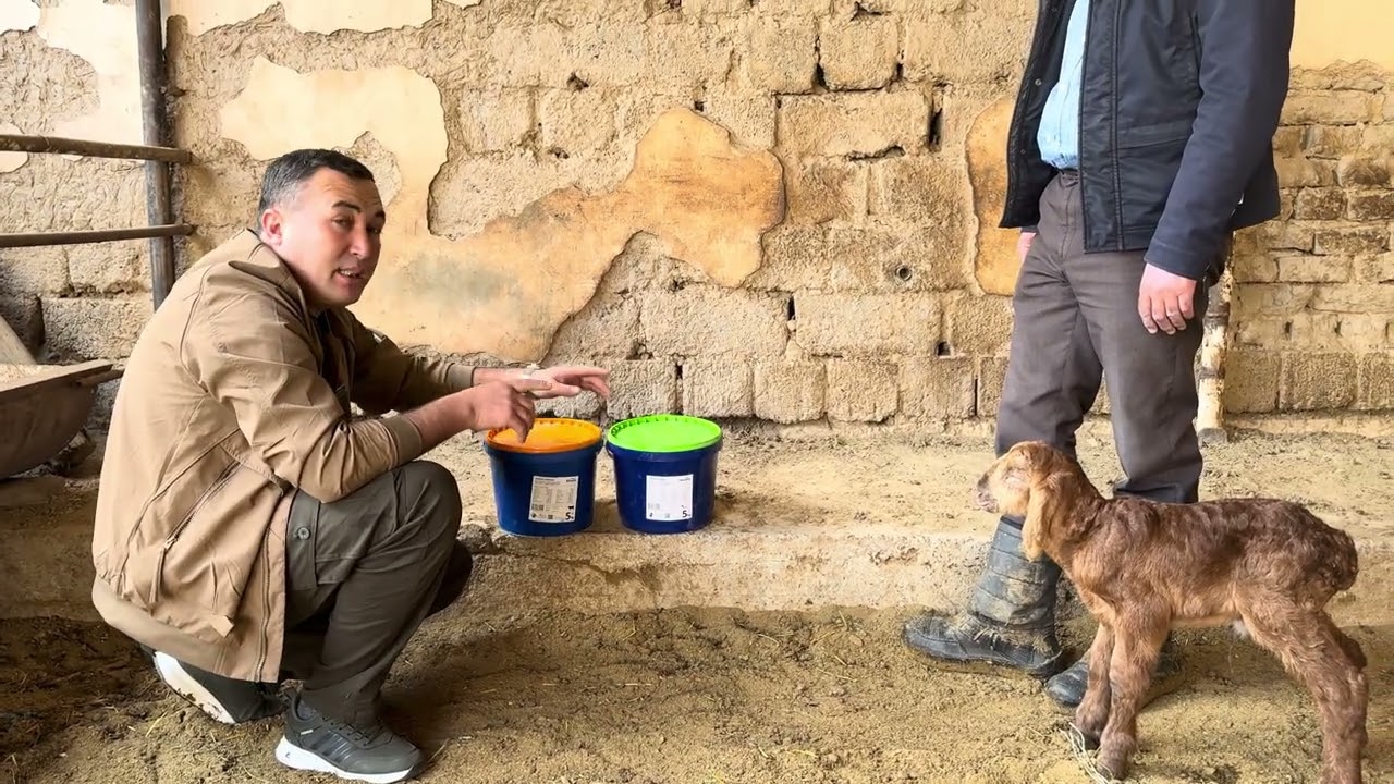 Қўйлар учун энг сифатли премикс