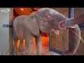 35 Minutes of Baby Elephant Khanyisa | From Morning to Afternoon with her Herd