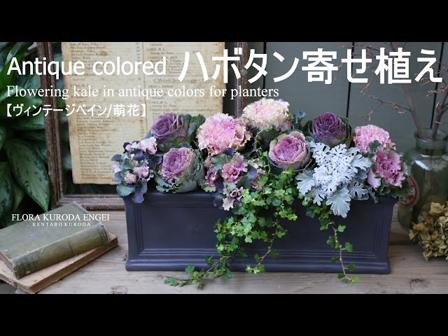 寄せ植え／アンティークカラーの葉牡丹プランター【冬の