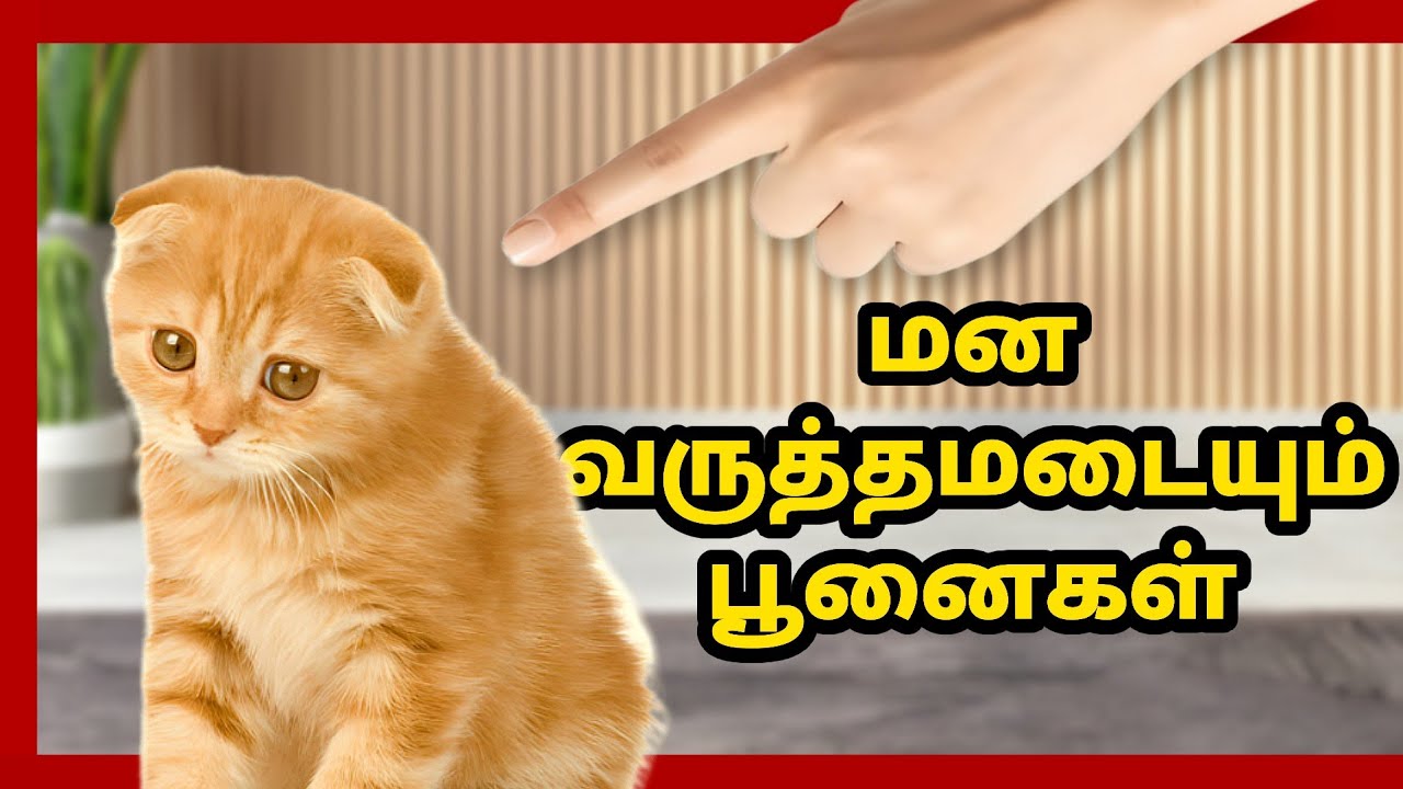 பூனைகளின் மன வருத்தத்திற்கு காரணம் என்ன | What causes cats to be upset?