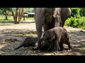 Wait For It: Protective Mom Elephant Gently Breaks Up Cute Baby Playfight!