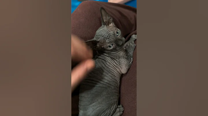 Watch the video about I think she loves me too! #sphynxcat #sphynx #sphynxkitten #kitten #cutekittenvideos #jgfam #shorts