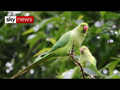 Wideo: Czy w Londynie są papugi?