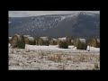 Bale Grazing 2018 by Tom Krawiec