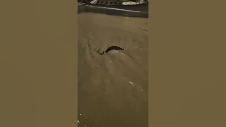 GUARDATE L’ACQUA COSA RIPORTA SULLE STRADE DOPO L’ESONDAZIONE  🐟💦