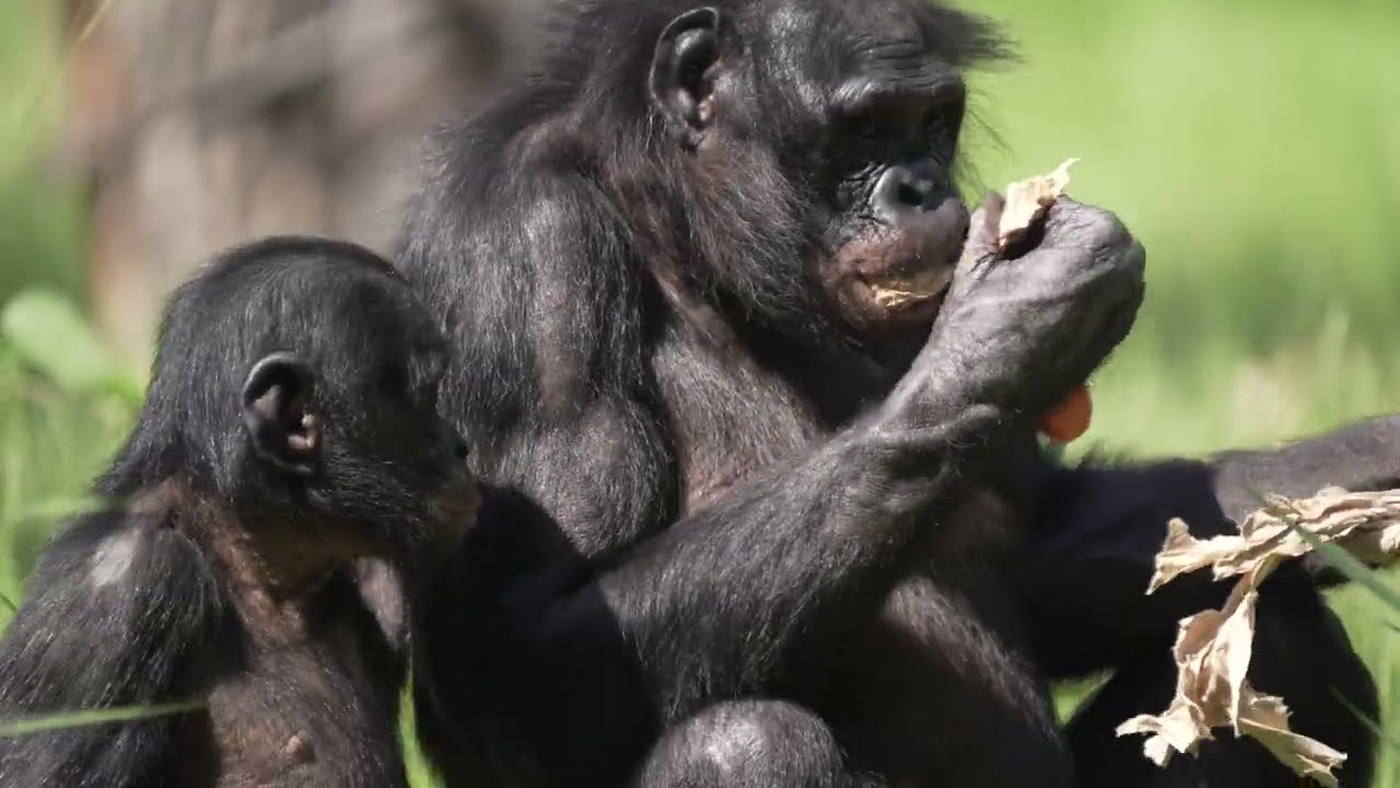 bonobo mother 1,