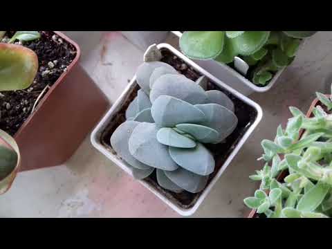 Video: Crassula Eller Feit Kvinne